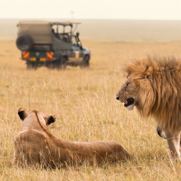 Mikumi National Park Safari Tour
