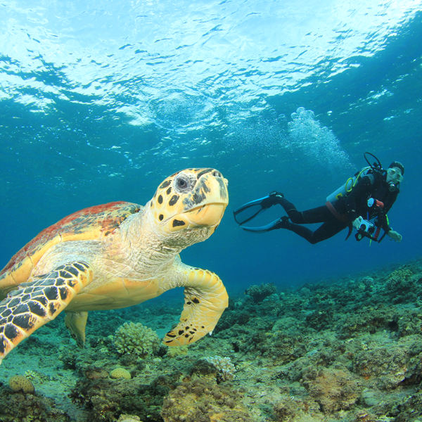 Swimming with Turtles